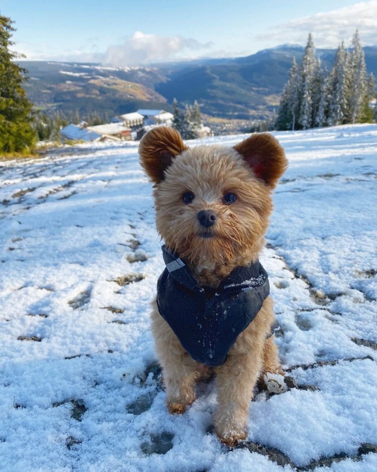 Тотошка порода