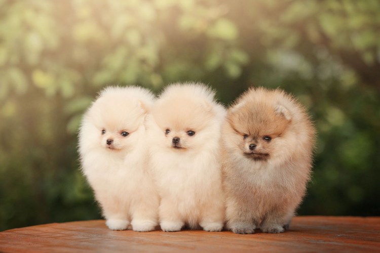 Порода собак шпиц