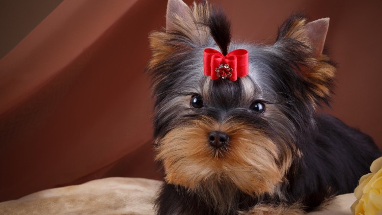 Йоркширский терьер альбинос