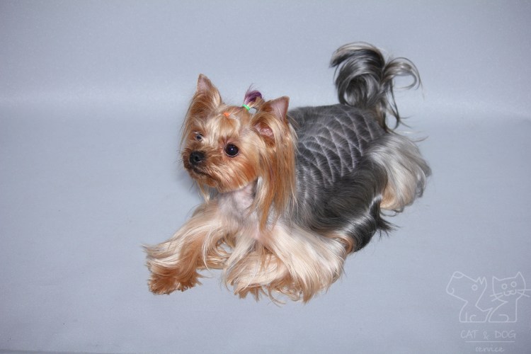 Кучерявый Йоркширский терьер