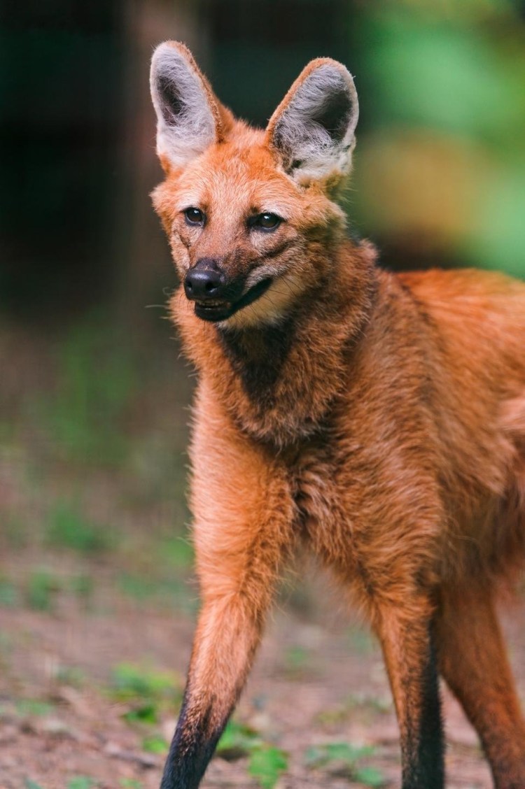Смесь лисы и собаки