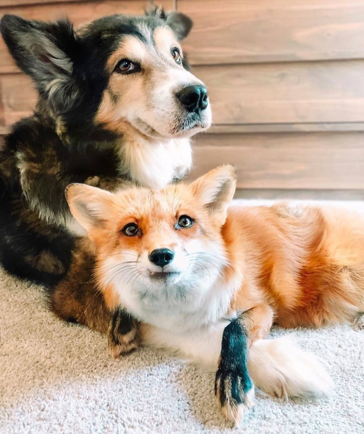Дружба лисы и собаки