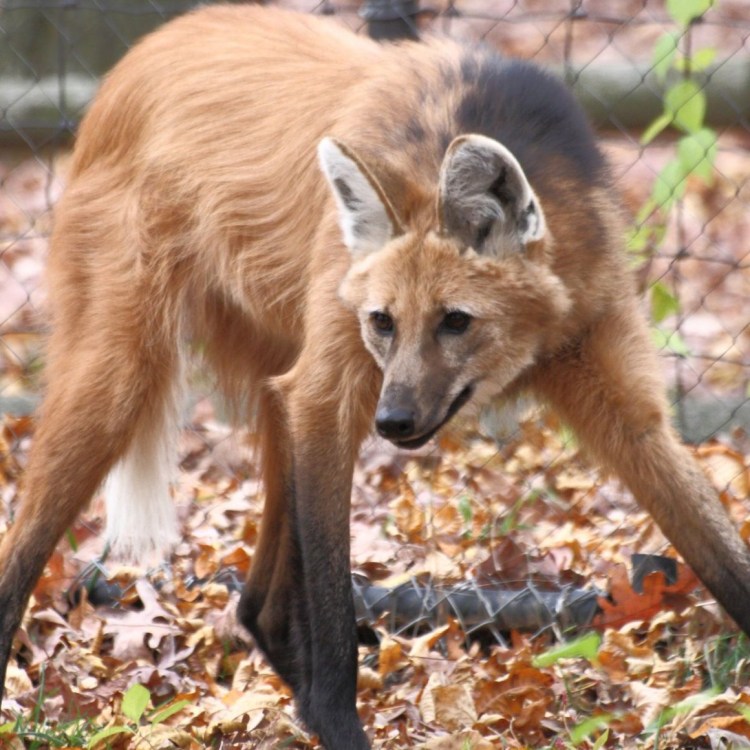 Японский померанский шпиц