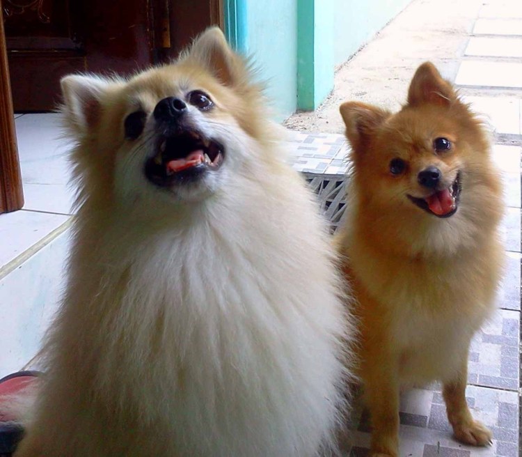 Гривистый волк белый