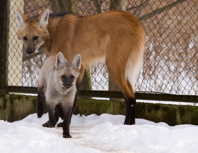 Гибрид кошки и собаки