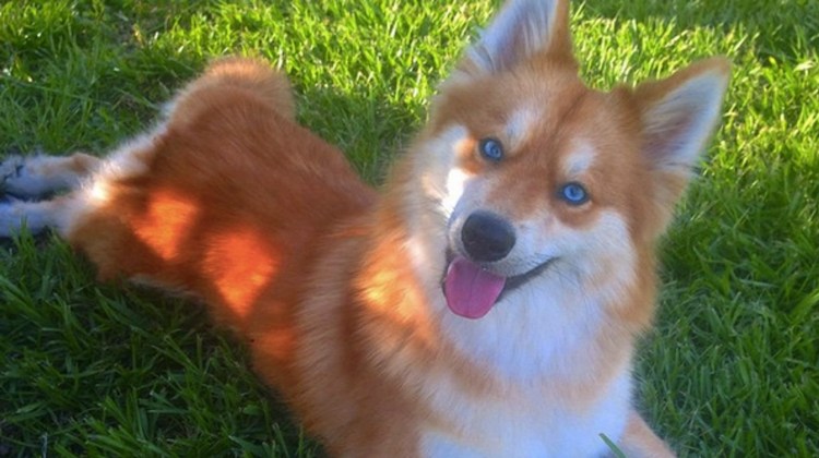 Метис корги и овчарки