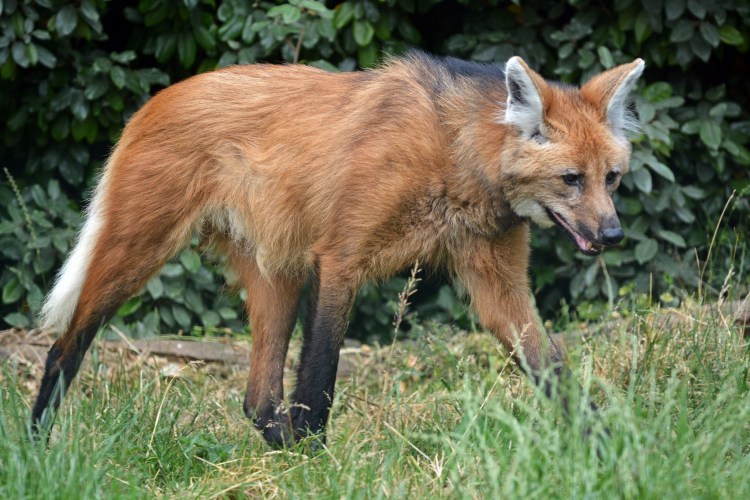 Сиба ину и вельш корги