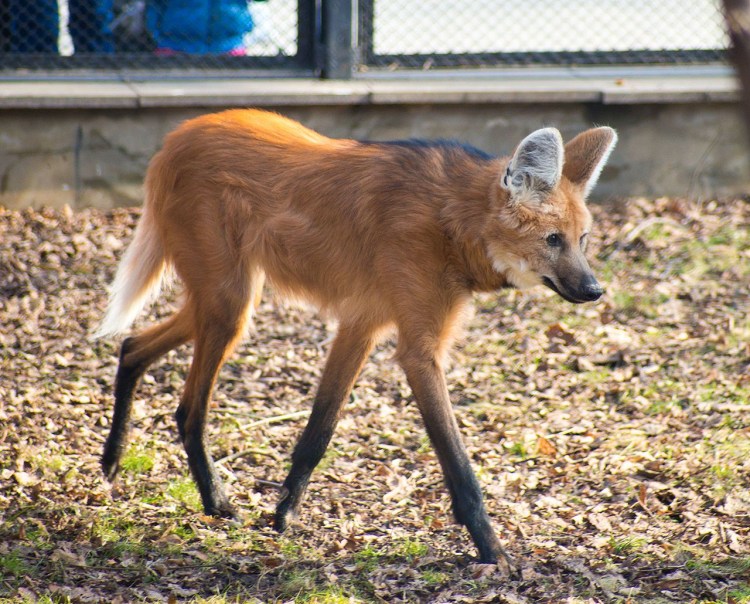 Агуарачай-Гривистый волк