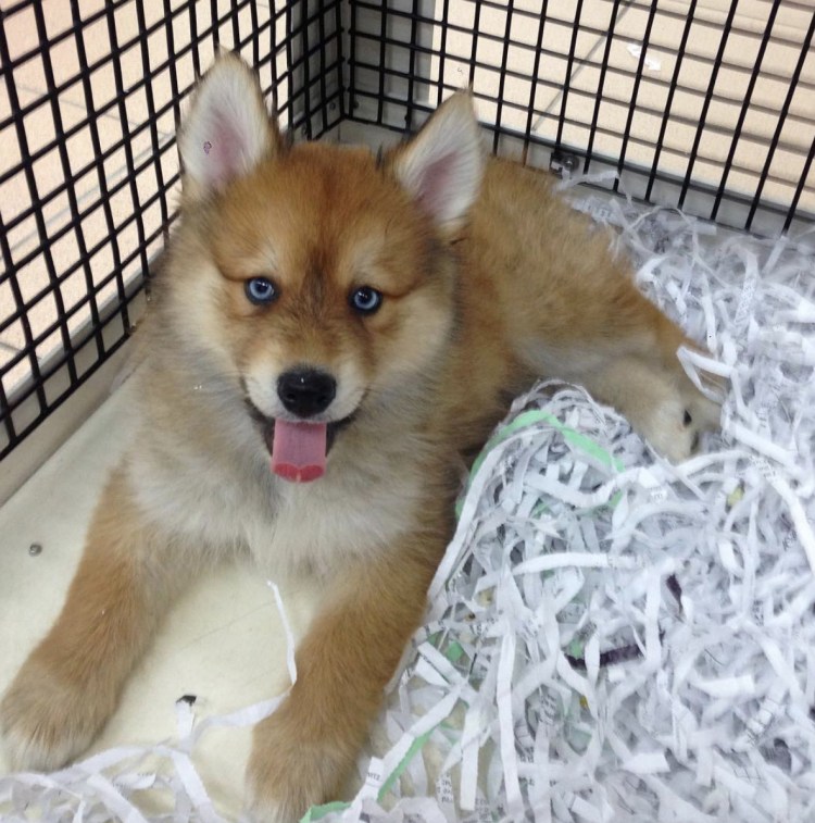 Лисья помски