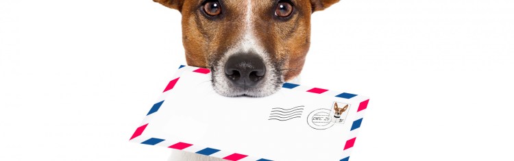 Собака с газетой