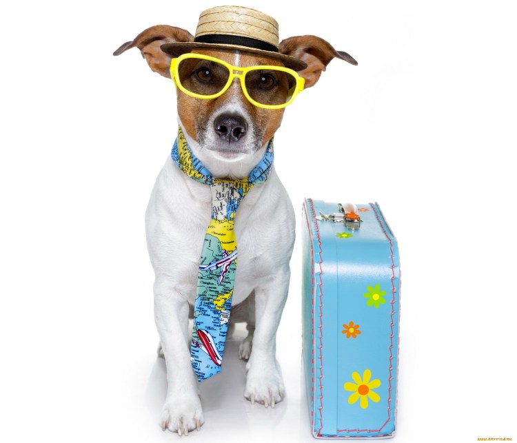 Собака с консервной банкой на хвосте