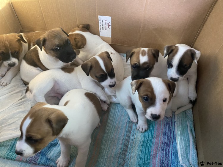 Джек Рассел