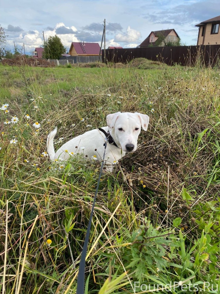 Кофе и Джек Рассел