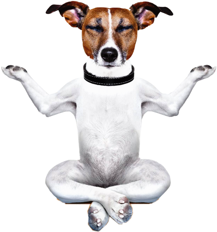 Собака с кегой Мем