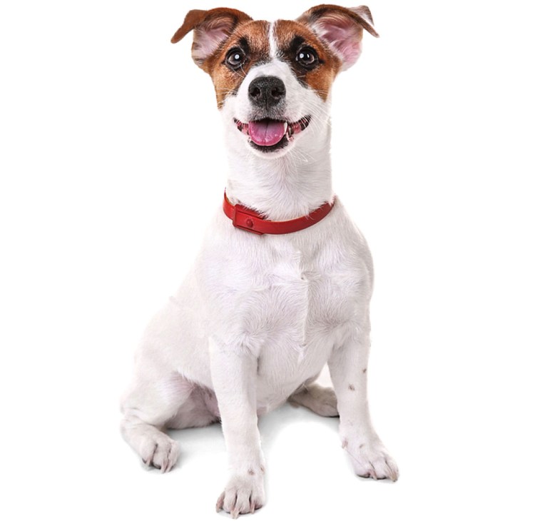 Джек-Рассел-терьер фото