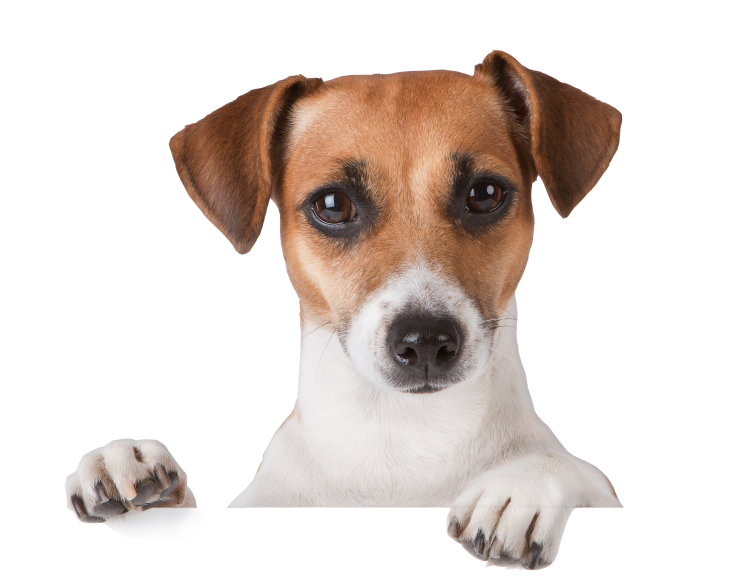 Джек Рассел