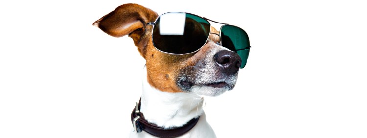 Джек-Рассел-терьер в очках