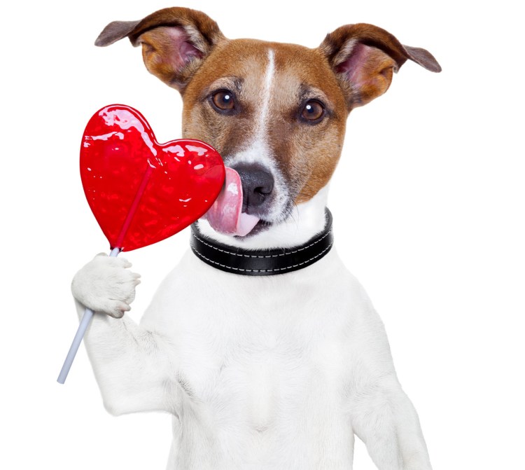 Собака Джек Рассел в очках