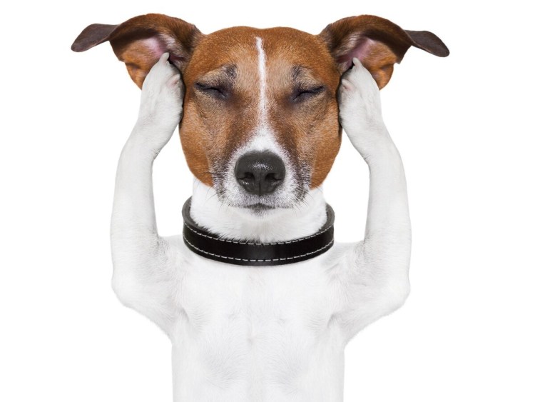 Собака думает