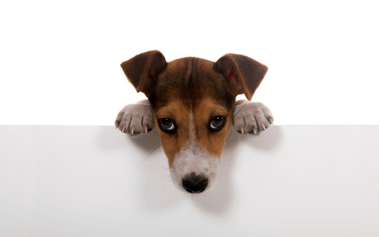 Испуганная собака на белом фоне