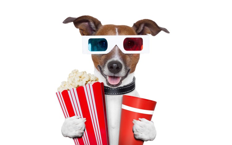 Джек Рассел в очках и шлеме