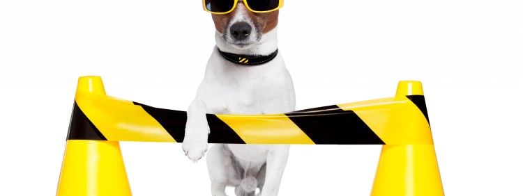 Джек Рассел