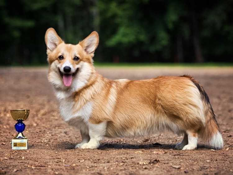 Вельш корги пемброк