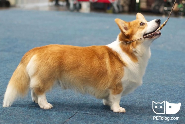 Корги хвост купируют