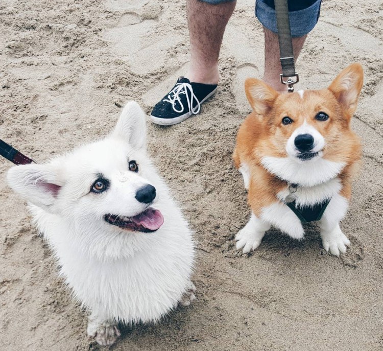 Корги пемброк с коротким хвостом