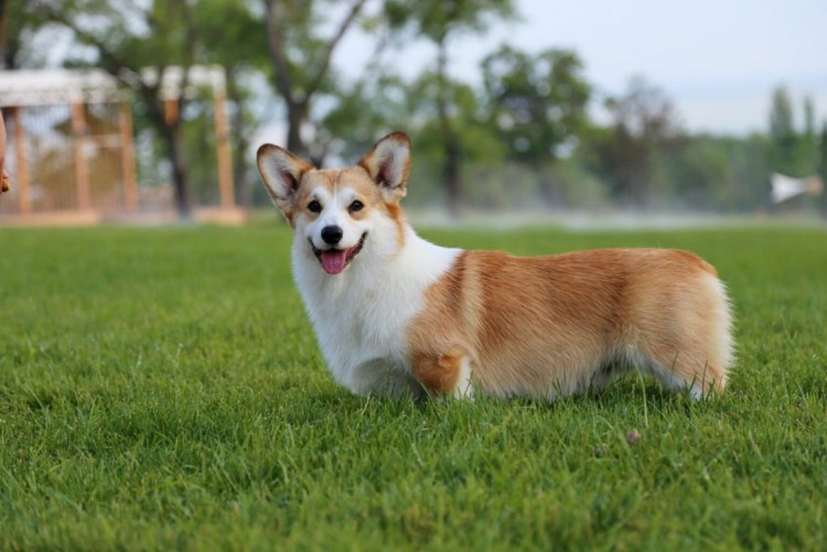 Корги сзади с хвостом