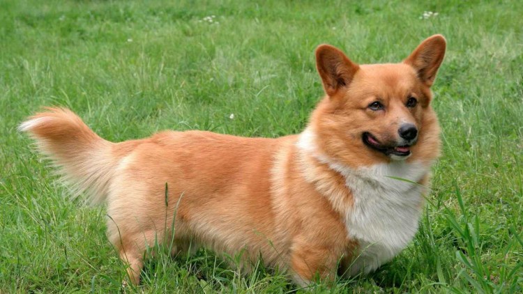 Вельш корги пемброк