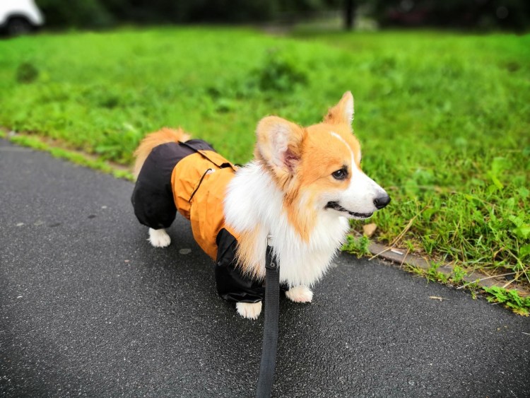 Вельш корги с хвостом