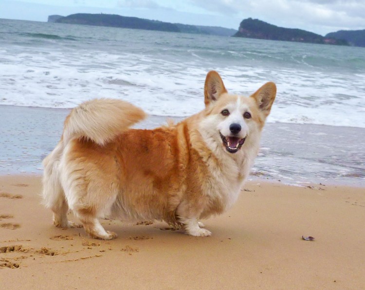 Вельш корги пемброк с хвостом