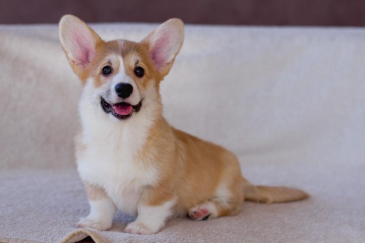 Корги Шарлотта коргишьян дзен
