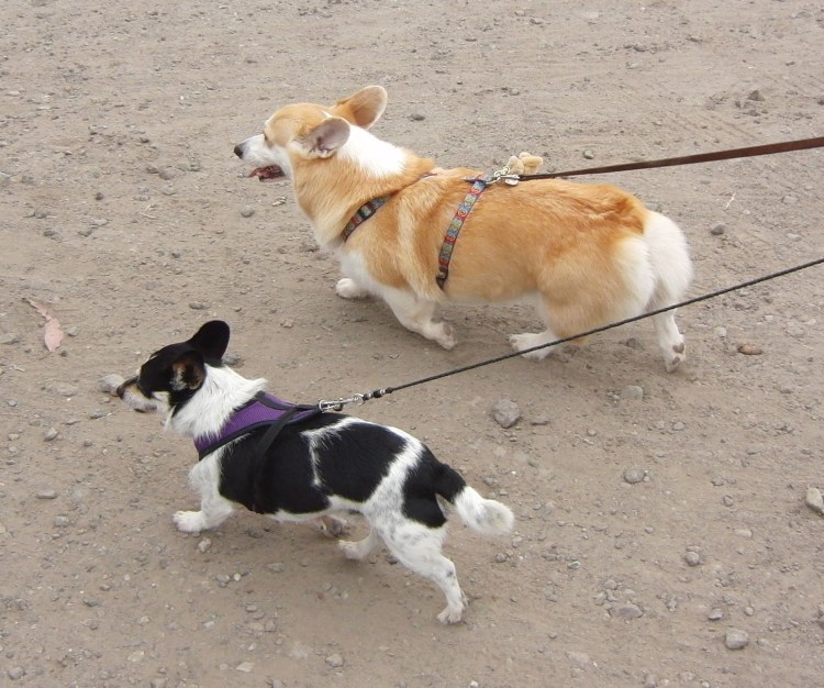 Корги пемброк с хвостом