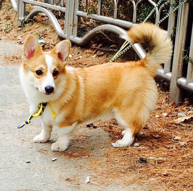 Вельш корги пемброк с хвостом