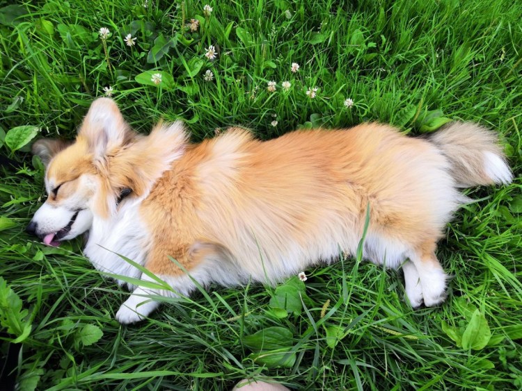 Корги купированный