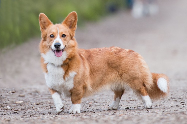 Корги пемброк с хвостом