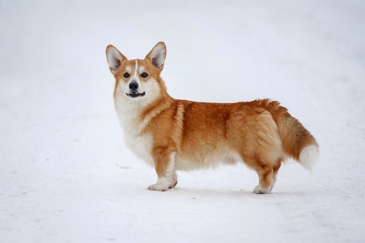 Вельш корги пемброк