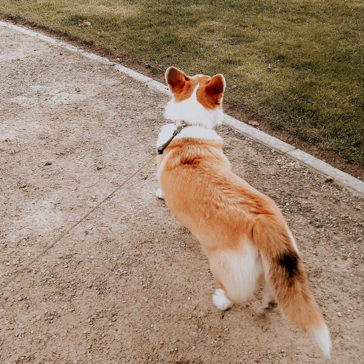 Корги собака хвост