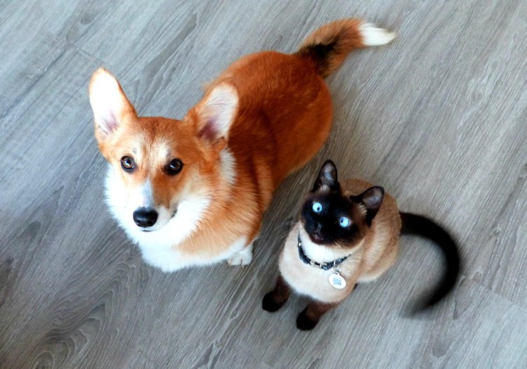 Корги Лекси