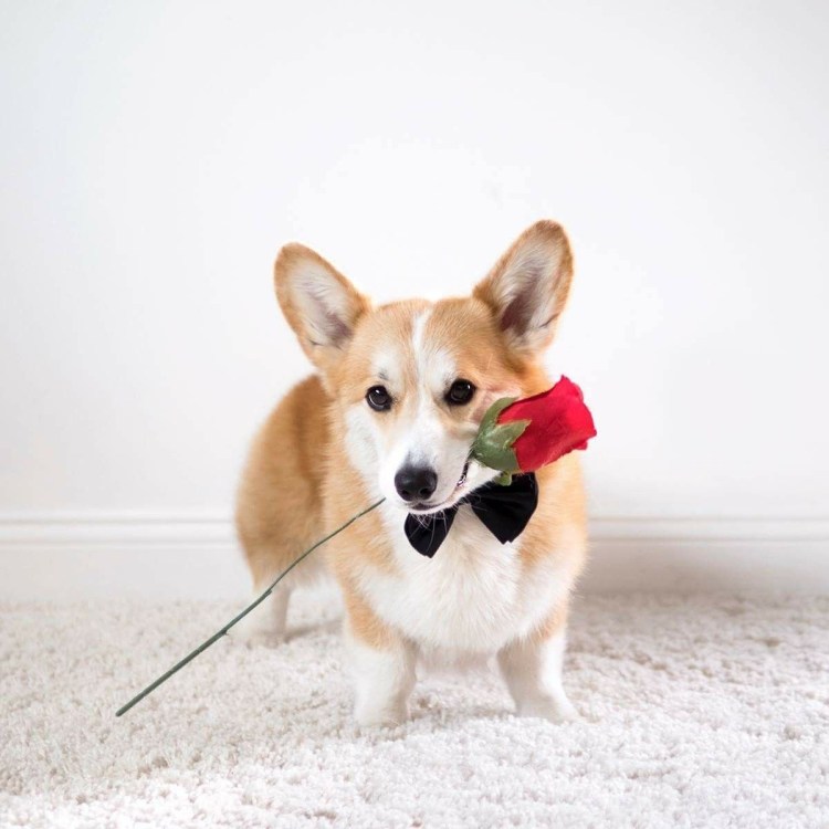 Корги пемброк