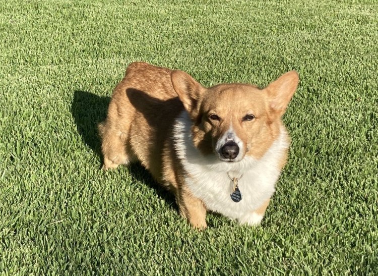 Хвостатый корги