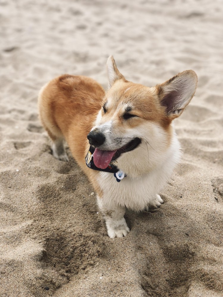 Полосатый корги