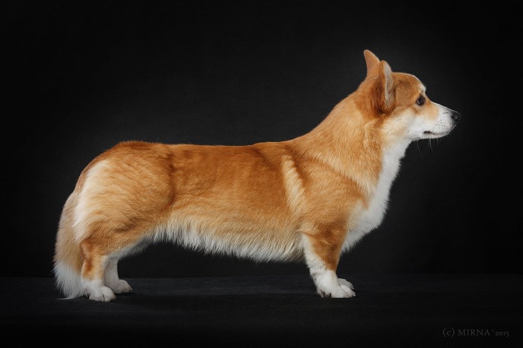 Корги Триколор щенки