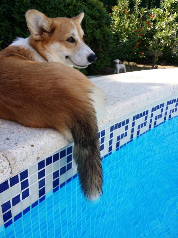 Дрессировка вельш корги пемброк