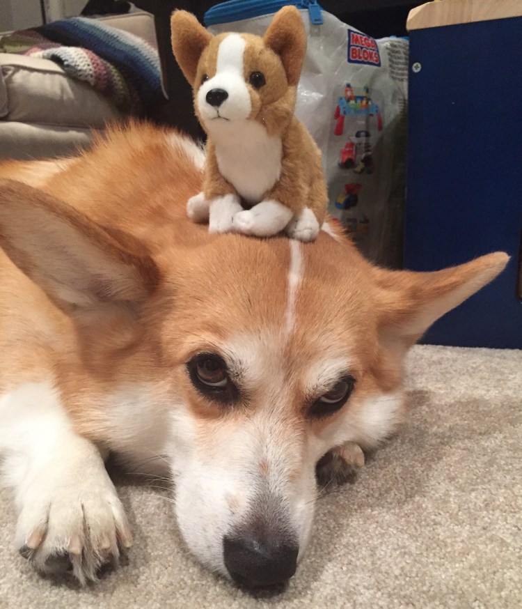 Корги Шепард