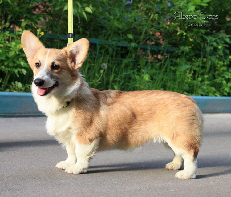 Вельш корги не купированный