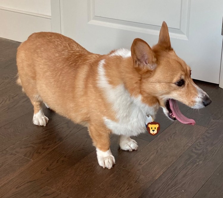 Вельш корги с хвостом