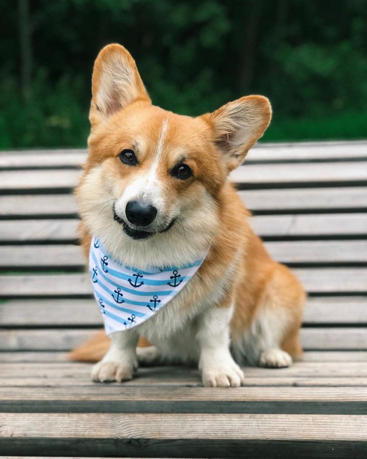 Корги пемброк с хвостом